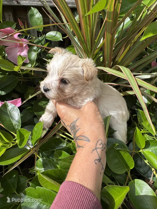 cream and white – Chorkie puppy for sale in Lacona, NY