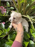 cream and white, a male Chorkie for sale in Lacona, NY – 1 of 2