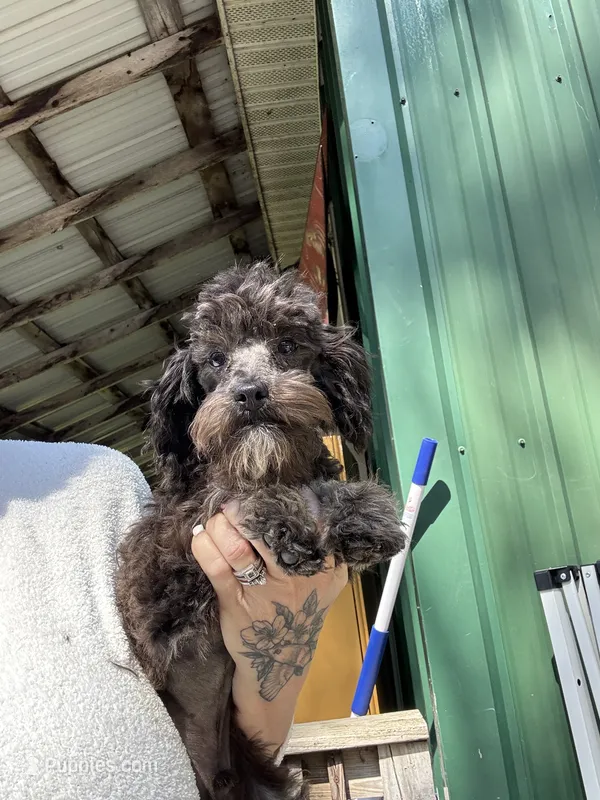Black and silver – Poodle - Toy  puppy for sale in Lacona, NY