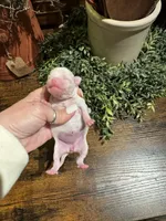 White girl, a female Chihuahua for sale in Lacona, NY – 3 of 4