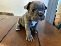 Voilet, a female French Bulldog for sale in Kingman, AZ – Photo 2 of 3