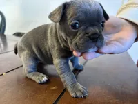 Voilet, a female French Bulldog for sale in Kingman, AZ – Photo 1 of 3