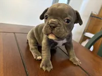 Voilet, a female French Bulldog for sale in Kingman, AZ – Photo 3 of 3