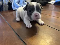 Star , a female French Bulldog for sale in Kingman, AZ – Photo 3 of 3