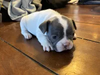 Star , a female French Bulldog for sale in Kingman, AZ – Photo 2 of 3