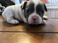 Star , a female French Bulldog for sale in Kingman, AZ – Photo 1 of 3