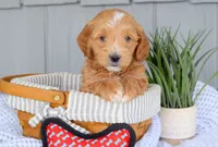 processed/ecc72c71-4acf-406f-b388-55eb0b2aa64e/facility/babe2120-cec1-4adb-a6b2-9b1d74d6615b