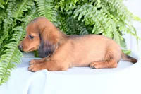 Diesel, a male Miniature Dachshund for sale in Ligonier, IN – 3 of 9