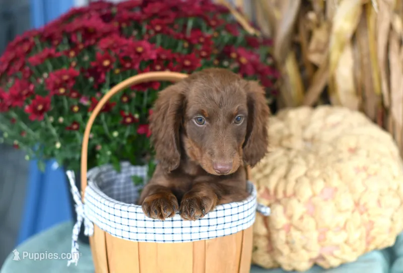 Jenson – Miniature Dachshund puppy for sale in Ligonier, IN