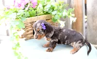 Francine, a female Dachshund for sale in Ligonier, IN – 2 of 3