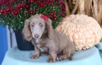 Isabell , a female Miniature Dachshund for sale in Ligonier, IN – 2 of 9
