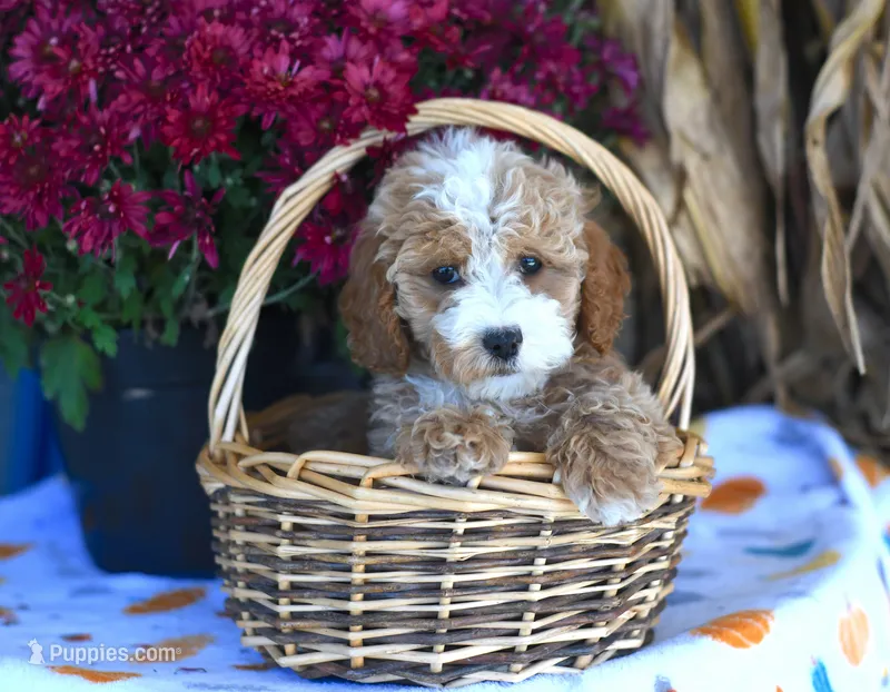 Kaden – Cockapoo puppy for sale in Ligonier, IN