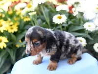 Harris, a male Miniature Dachshund for sale in Ligonier, IN – 2 of 3
