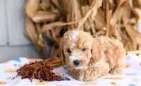 Kirby, a male Cockapoo for sale in Ligonier, IN – 2 of 3