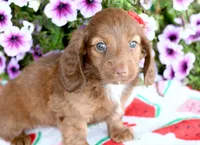 Gloria, a female Miniature Dachshund for sale in Ligonier, IN – 2 of 3