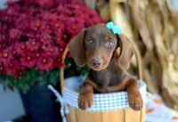 Hazel, a female Miniature Dachshund for sale in Ligonier, IN – 2 of 3