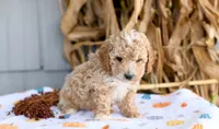 Kolby, a male Cockapoo for sale in Ligonier, IN – 3 of 3
