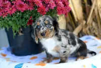 Lantz, a male Miniature Dachshund for sale in Ligonier, IN – 2 of 3