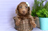 Charity, a female Miniature Dachshund for sale in Ligonier, IN – Photo 1 of 3