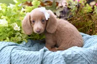 Ivory, a female Miniature Dachshund for sale in Ligonier, IN – 5 of 9