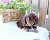 Fawn, a female Dachshund for sale in Ligonier, IN – 1 of 3