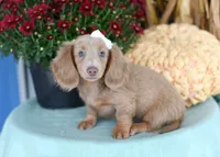 Ivory, a female Miniature Dachshund for sale in Ligonier, IN – 3 of 9