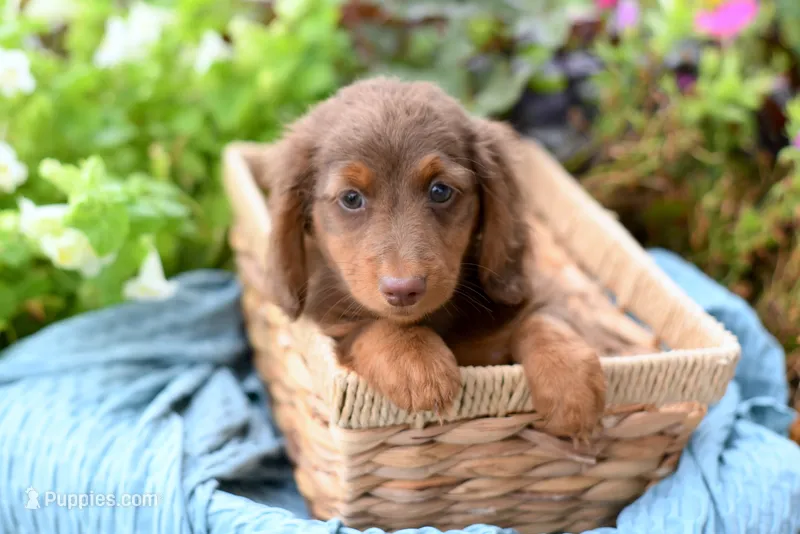 Jace – Miniature Dachshund puppy for sale in Ligonier, IN