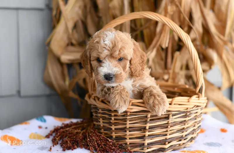 Kirby – Cockapoo puppy for sale in Ligonier, IN