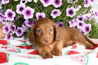 Gus, a male Miniature Dachshund for sale in Ligonier, IN – 2 of 3