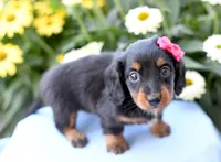 Heather, a female Miniature Dachshund for sale in Ligonier, IN – 2 of 4
