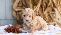 Kolby, a male Cockapoo for sale in Ligonier, IN – 2 of 3