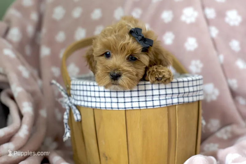 Bonnie – Cockapoo puppy for sale in Ligonier, IN