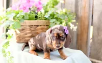 Faye, a female Dachshund for sale in Ligonier, IN – 1 of 3