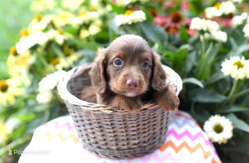 Jordan – Miniature Dachshund puppy for sale in Ligonier, IN
