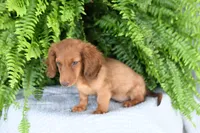 Gus, a male Miniature Dachshund for sale in Ligonier, IN – 2 of 5