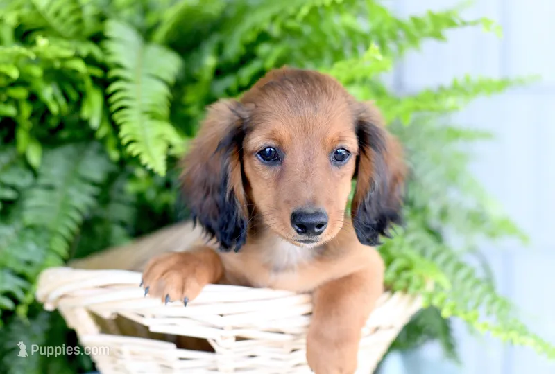 Diesel – Miniature Dachshund puppy for sale in Ligonier, IN