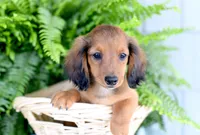 Diesel, a male Miniature Dachshund for sale in Ligonier, IN – 1 of 9