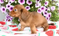 Gus, a male Miniature Dachshund for sale in Ligonier, IN – 3 of 3