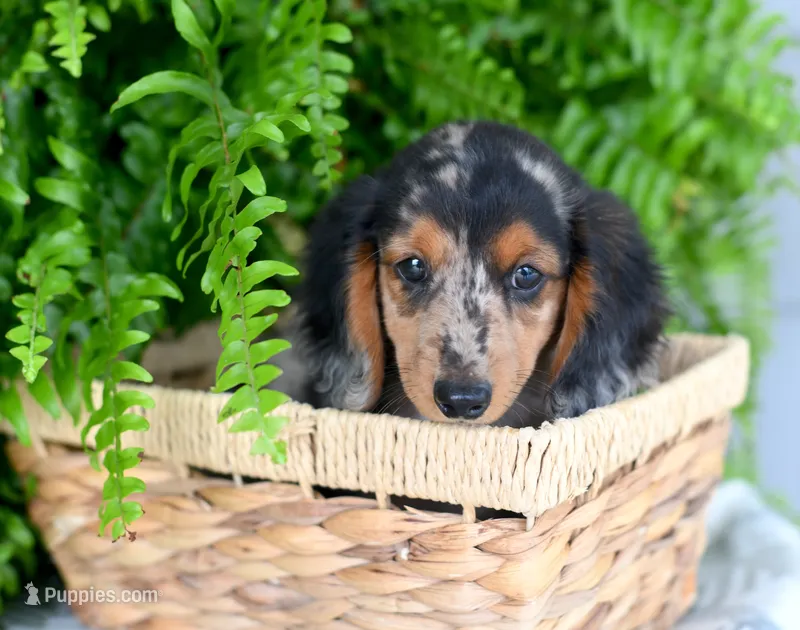 Harris – Miniature Dachshund puppy for sale in Ligonier, IN