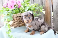 Febe, a female Dachshund for sale in Ligonier, IN – 2 of 4