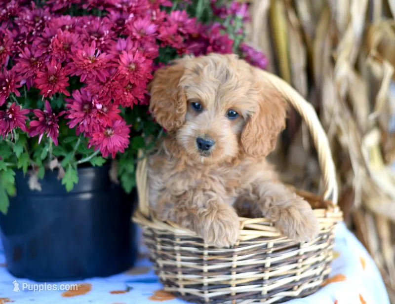 Kurt – Cockapoo puppy for sale in Ligonier, IN
