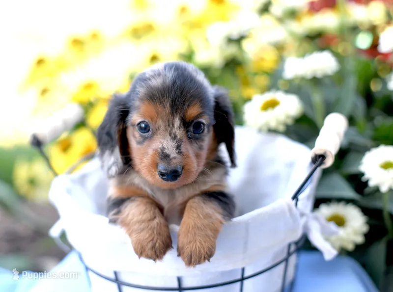 Harris – Miniature Dachshund puppy for sale in Ligonier, IN