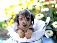 Harris, a male Miniature Dachshund for sale in Ligonier, IN – 1 of 3