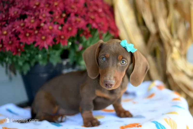 Hazel – Miniature Dachshund puppy for sale in Ligonier, IN