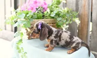 Faye, a female Dachshund for sale in Ligonier, IN – 3 of 3
