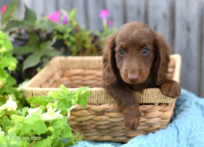 Jenson – Miniature Dachshund puppy for sale in Ligonier, IN