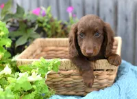 Jenson, a male Miniature Dachshund for sale in Ligonier, IN – 5 of 9