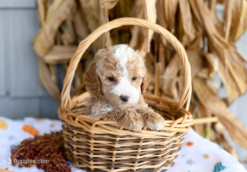 Kaden – Cockapoo puppy for sale in Ligonier, IN