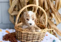 Kaden, a male Cockapoo for sale in Ligonier, IN – 1 of 3