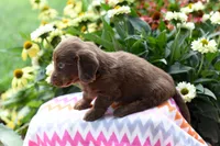 Jenson, a male Miniature Dachshund for sale in Ligonier, IN – 2 of 3